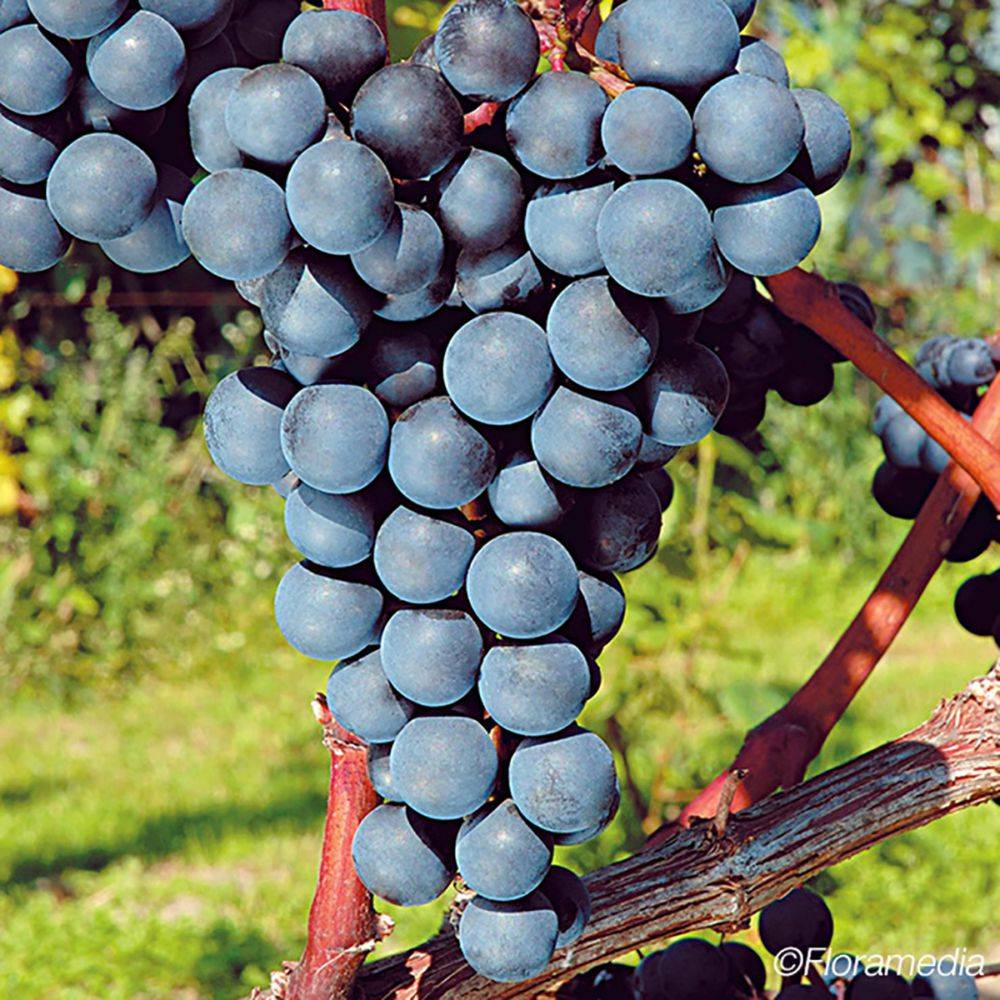 Vigne Alvina zpd3