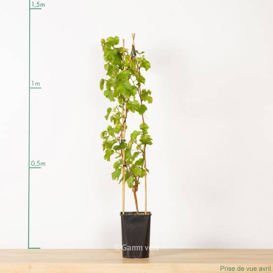 Vigne 'Chasselas doré' - Image 6