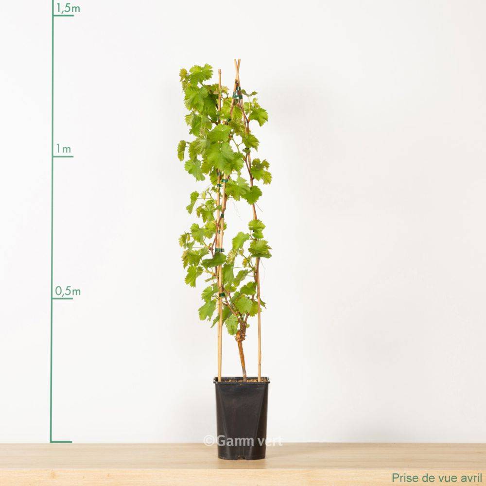 Vigne 'Chasselas doré' - Image 6