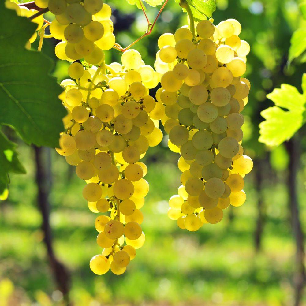 Vigne 'Chasselas doré' - Image 1