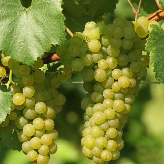 Vigne 'Chasselas doré' - Image 2