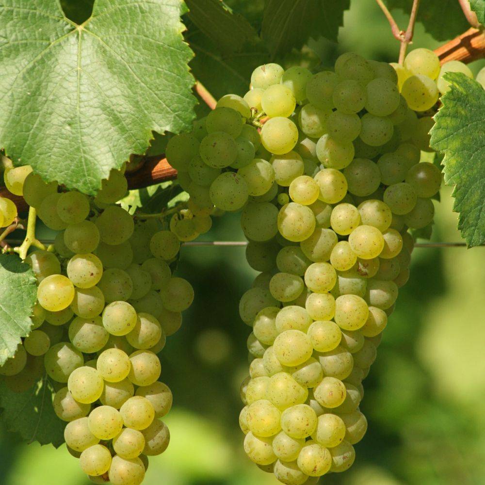 Vigne 'Chasselas doré' - Image 2