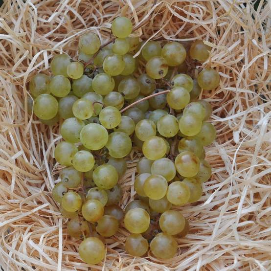 Vigne 'Chasselas doré' - Image 4