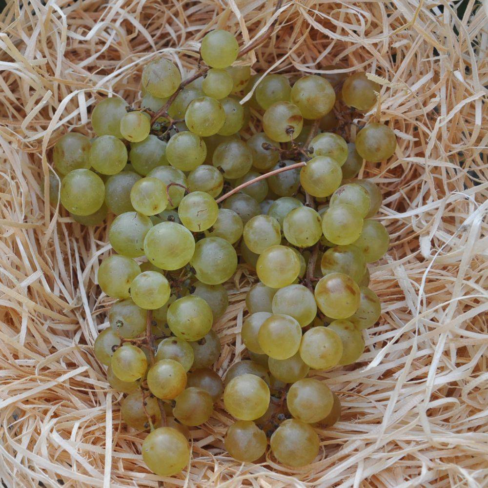 Vigne 'Chasselas doré' - Image 4