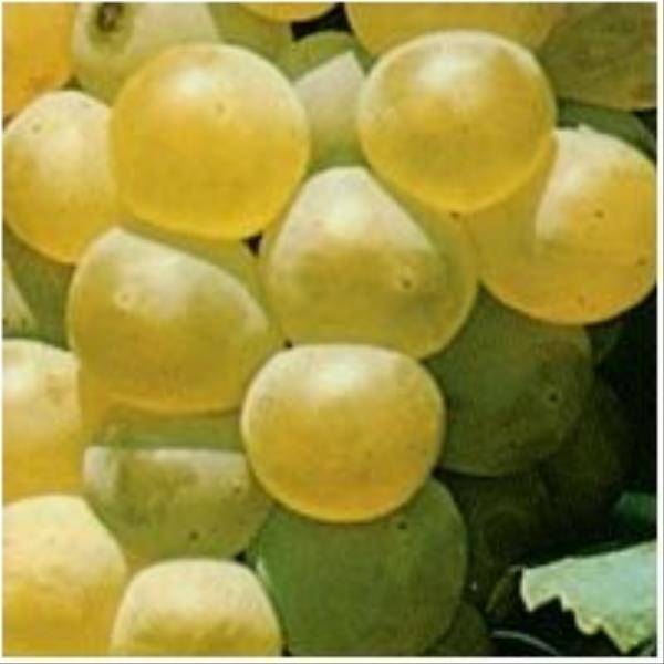 Vigne 'Chasselas doré' - Image 5