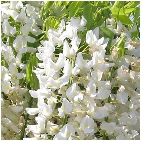 Glycine blanche du Japon - Image 2