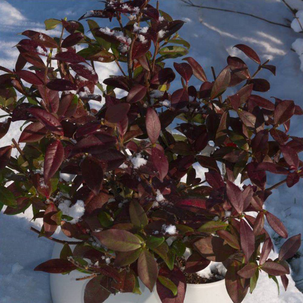 Jasmin persistant Winter Ruby® - Image 2