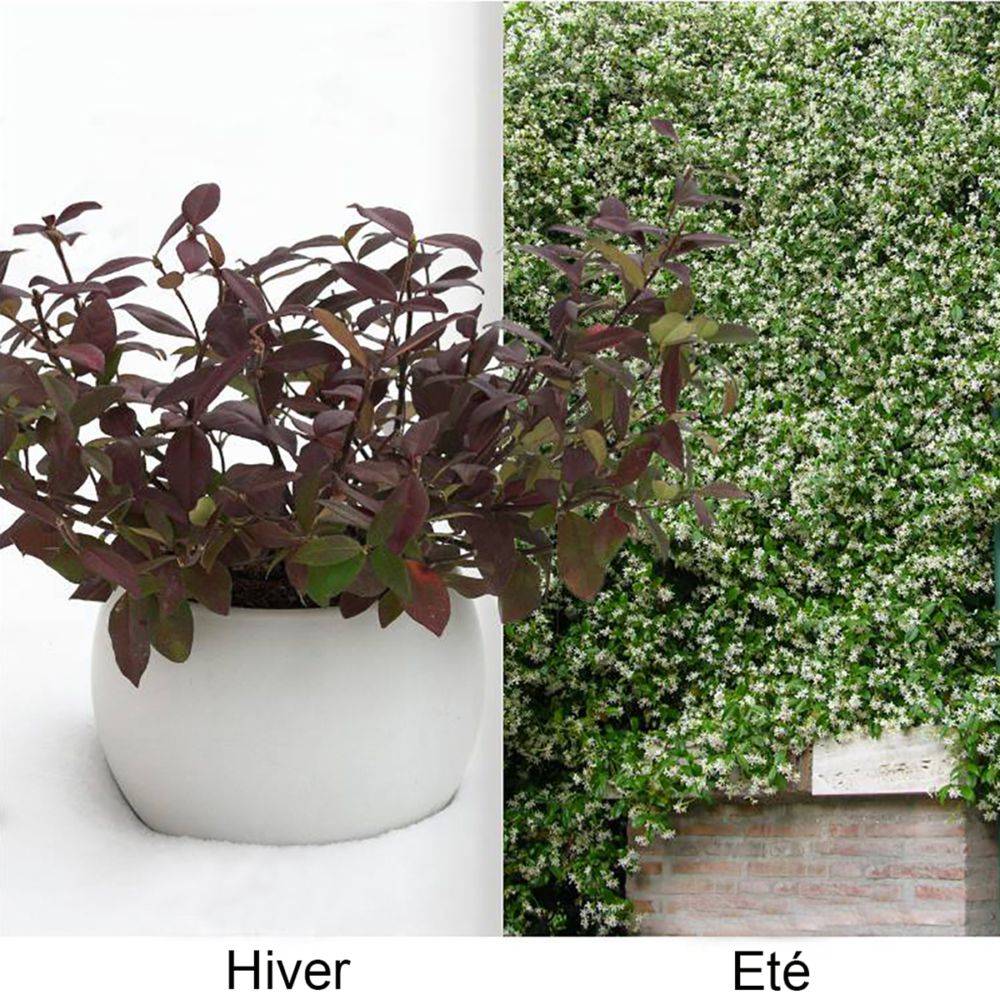 Jasmin persistant Winter Ruby® - Image 1