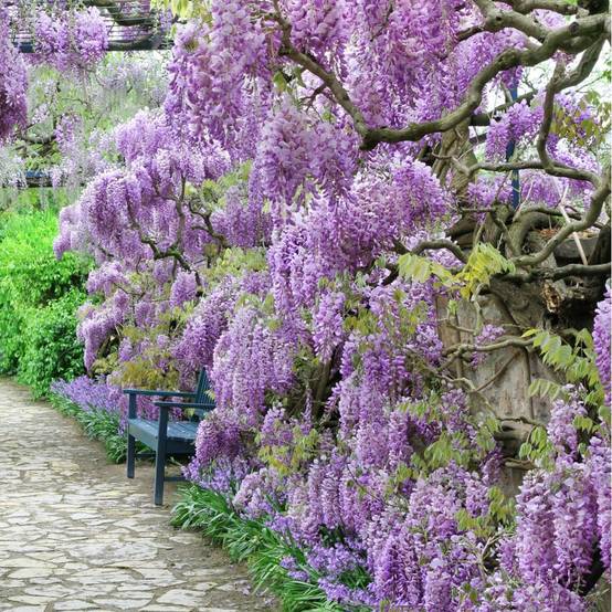 Glycine de Chine bleue - Image 1