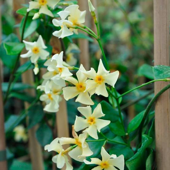 Jasmin persistant asiaticum