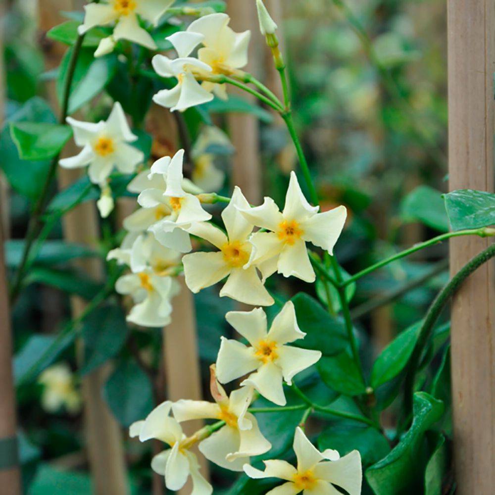 Jasmin persistant asiaticum