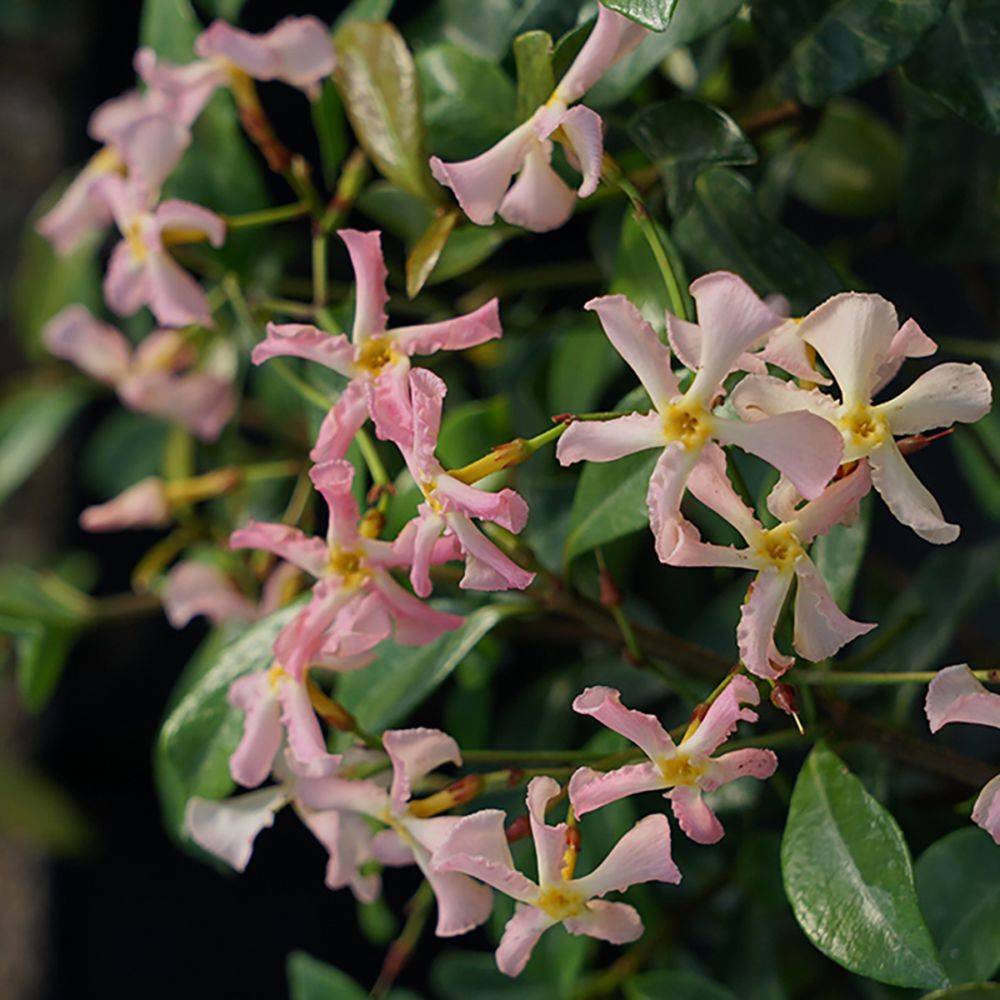 Jasmin étoilé persistant rose