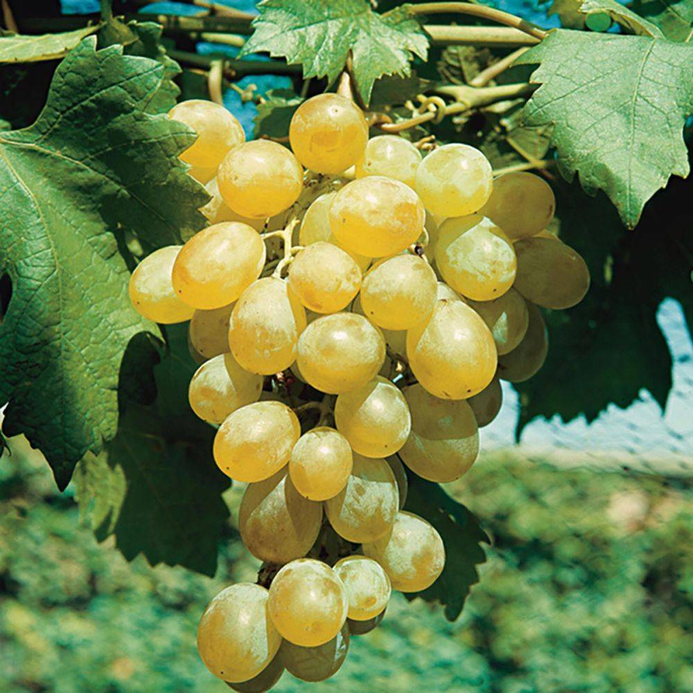 Vigne 'Dattier de Beyrouth'