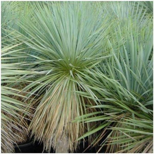 Yucca rostrata