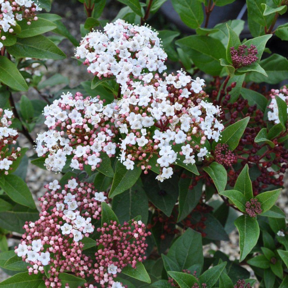 Viorne tin 'Spirit'