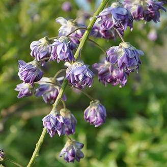 Wisteria floribunda 'Violacea Plena' - Glycine du Japon