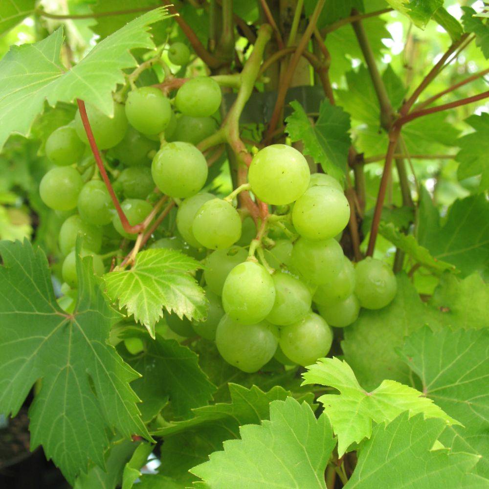 Vigne 'Ampelia® Amandin' - Image 2