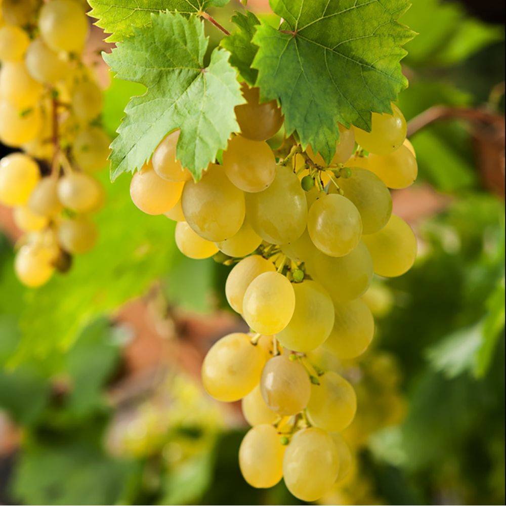 Vigne 'Ampelia® Amandin' - Image 1