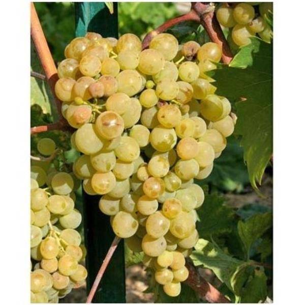 Vigne 'Ampelia® Amandin' - Image 3
