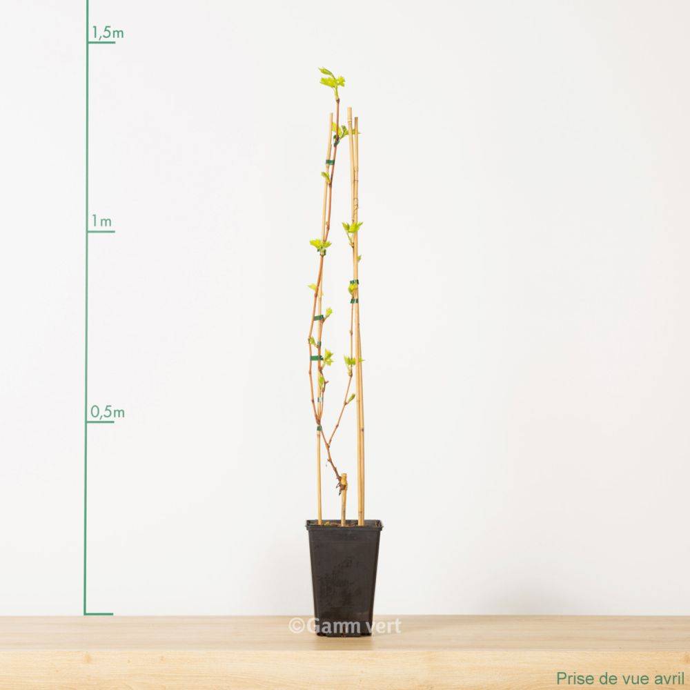 Vigne 'Ampelia® Amandin' - Image 4