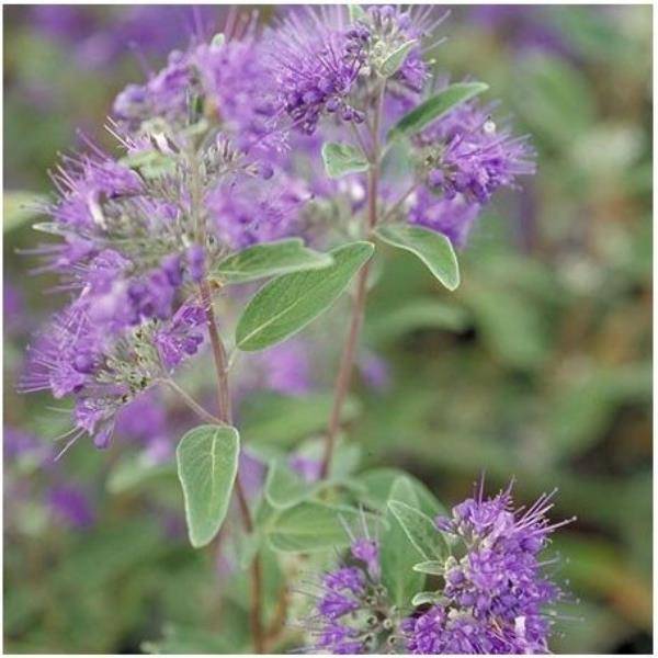 Caryopteris