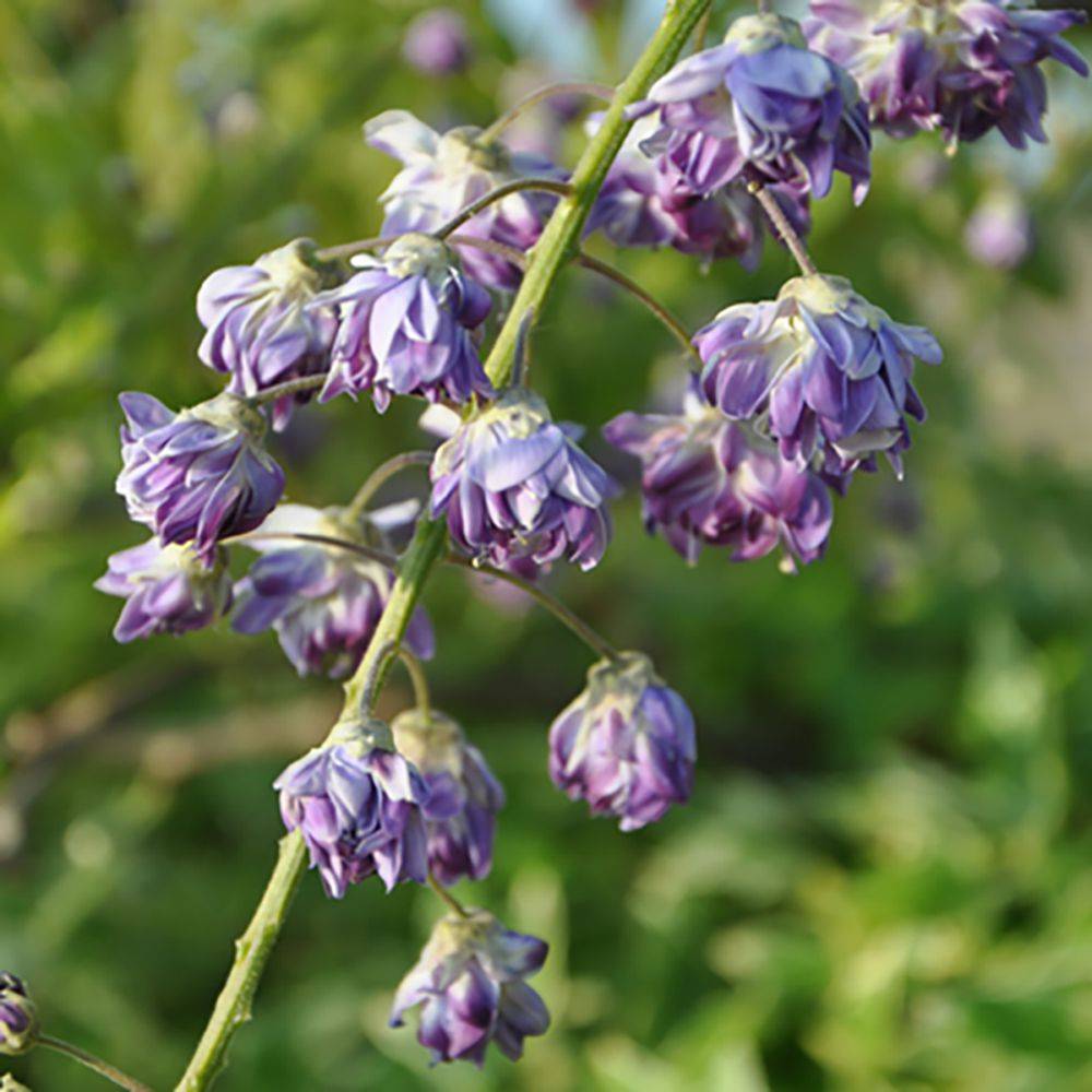 Glycine du Japon 'Violacea Plena'