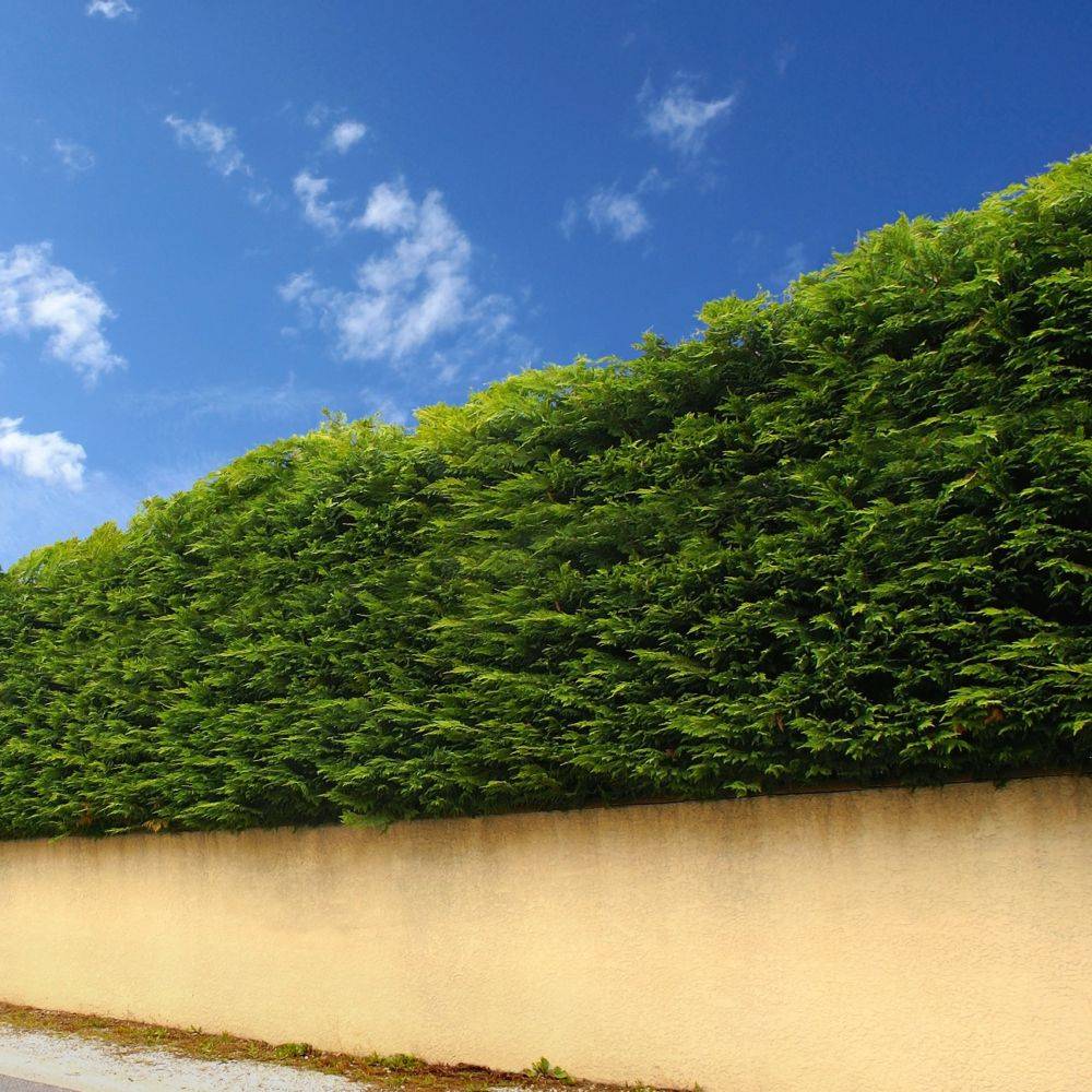 THUJA occidentalis 'Emeraude' - Image 2
