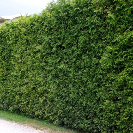 THUJA occidentalis 'Emeraude' - Image 3