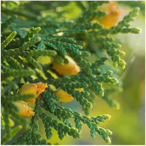 THUJA occidentalis 'Emeraude' - Image 4