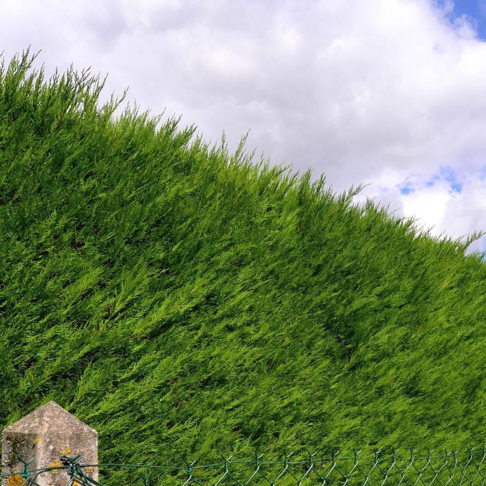 THUJA occidentalis 'Emeraude' - Image 1