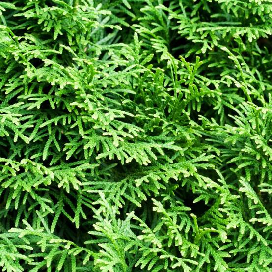 THUJA occidentalis 'Emeraude' - Image 5