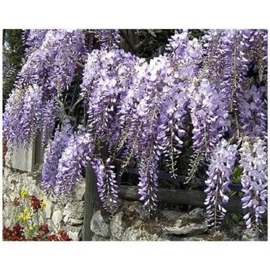 Glycine de Chine bleue - Image 1