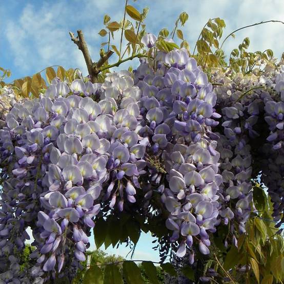 Glycine de Chine bleue - Image 2