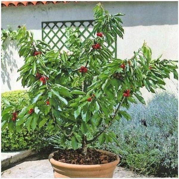 Cerisier nain autofertile 'Garden Bing®' en pot de 7,5 L