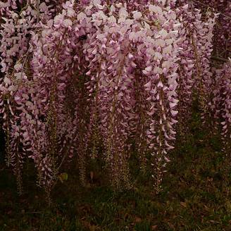 Wisteria floribunda 'Pink Ice' - Glycine du Japon
