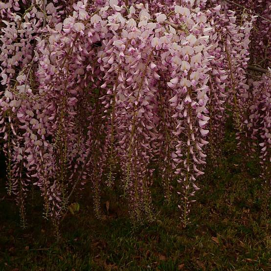 Wisteria floribunda 'Pink Ice' - Glycine du Japon - Image 1
