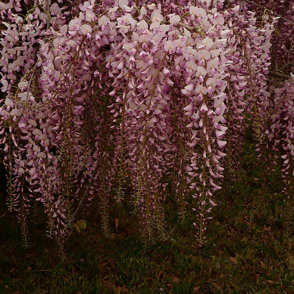 Wisteria floribunda 'Pink Ice' - Glycine du Japon - Image 1
