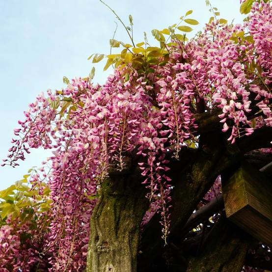 Wisteria floribunda 'Pink Ice' - Glycine du Japon - Image 2