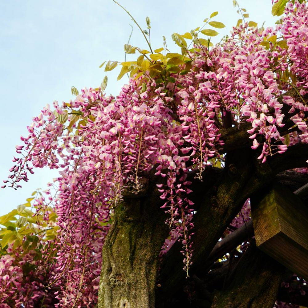 Wisteria floribunda 'Pink Ice' - Glycine du Japon - Image 2