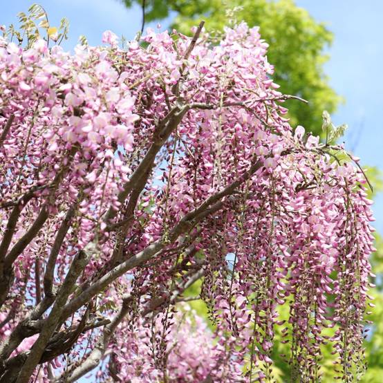 Wisteria floribunda 'Pink Ice' - Glycine du Japon - Image 4