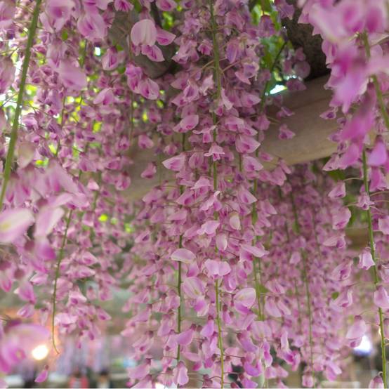 Wisteria floribunda 'Pink Ice' - Glycine du Japon - Image 3