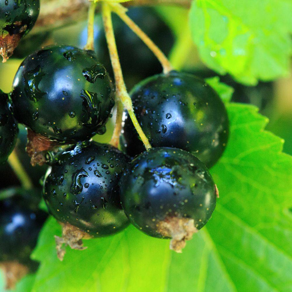 Cassissier Delbard robusta® autofertile