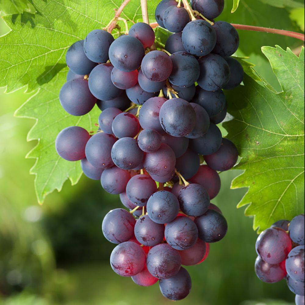 Vigne 'Ampelia® Aladin' - Image 1