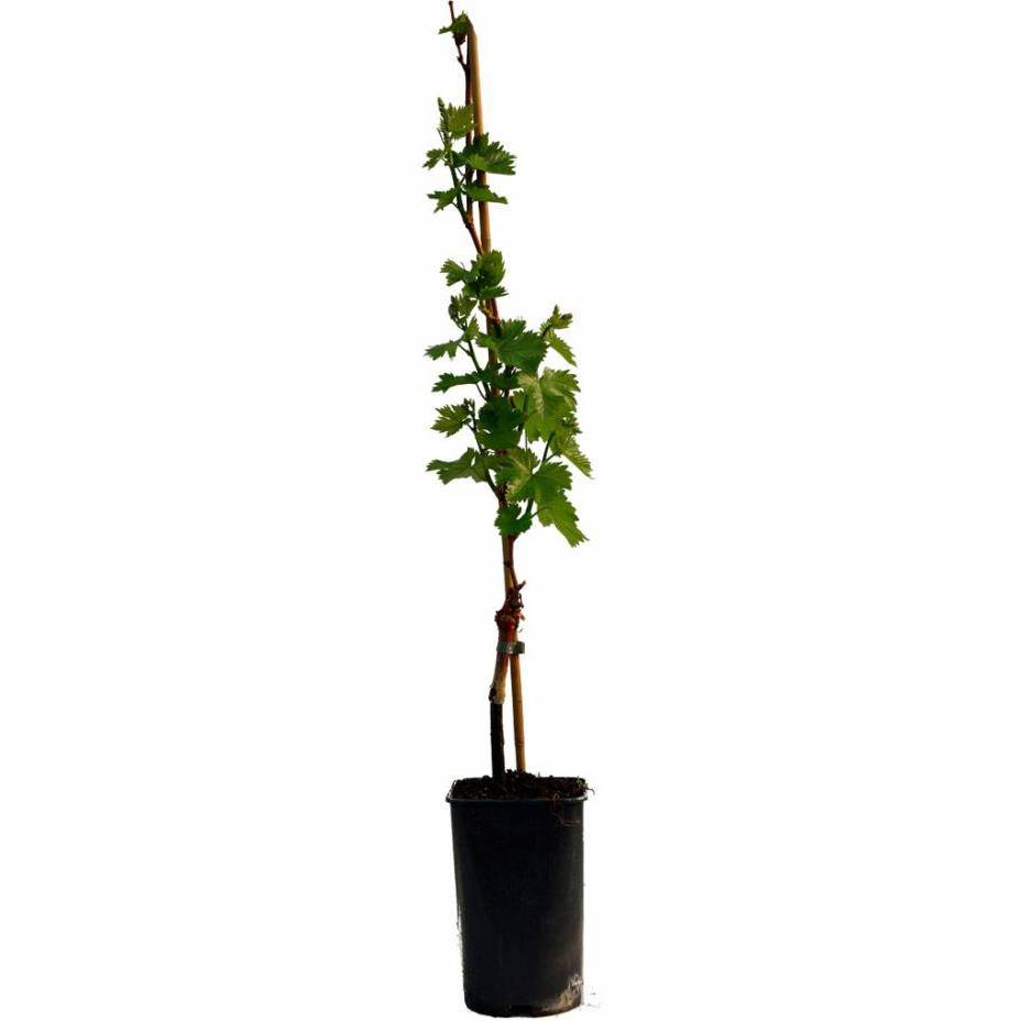 Vigne sans pépins 'Exalta' - Image 2