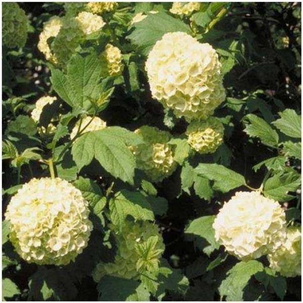 Viorne ou Viburnum Boule de neige 'Roseum' - Image 7