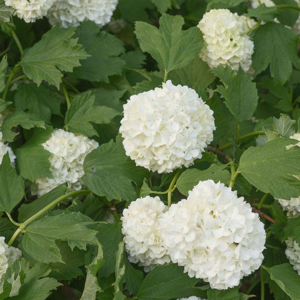 Viorne ou Viburnum Boule de neige 'Roseum' - Image 8
