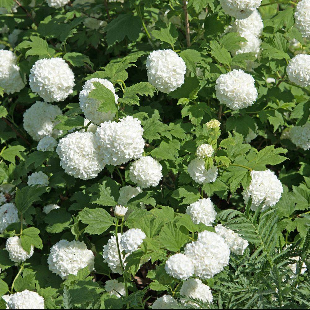 Viorne ou Viburnum Boule de neige 'Roseum' - Image 2