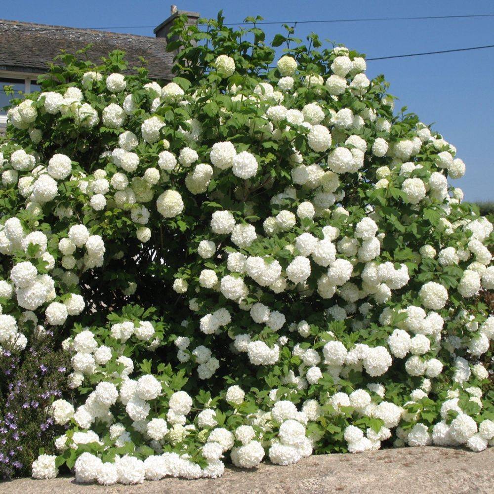 Viorne ou Viburnum Boule de neige 'Roseum' - Image 6