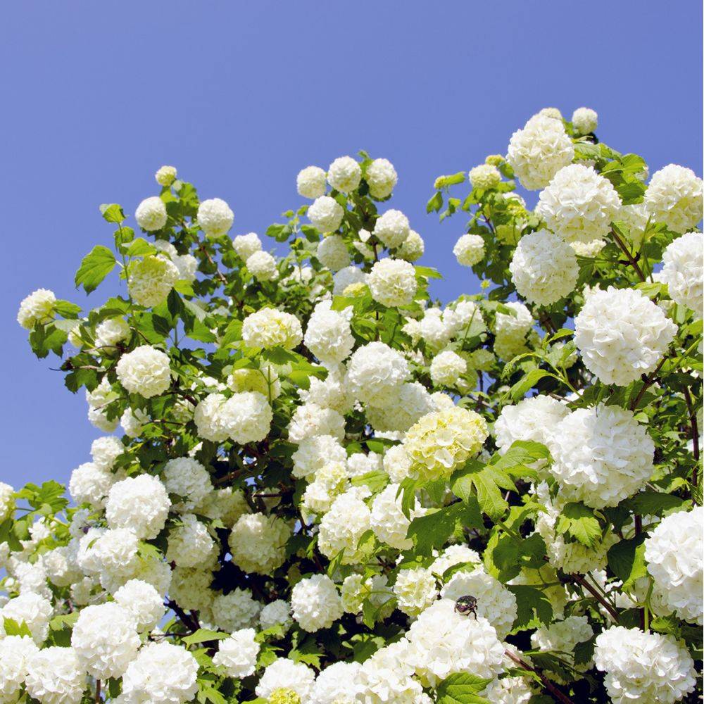 Viorne ou Viburnum Boule de neige 'Roseum' - Image 1