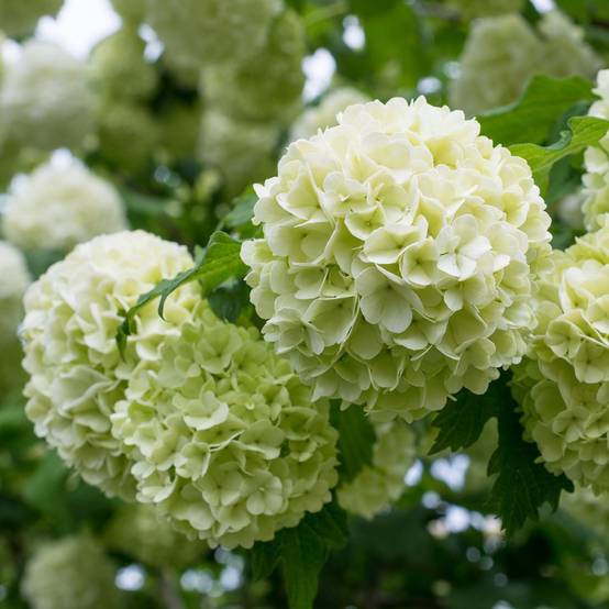 Viorne ou Viburnum Boule de neige 'Roseum' - Image 3
